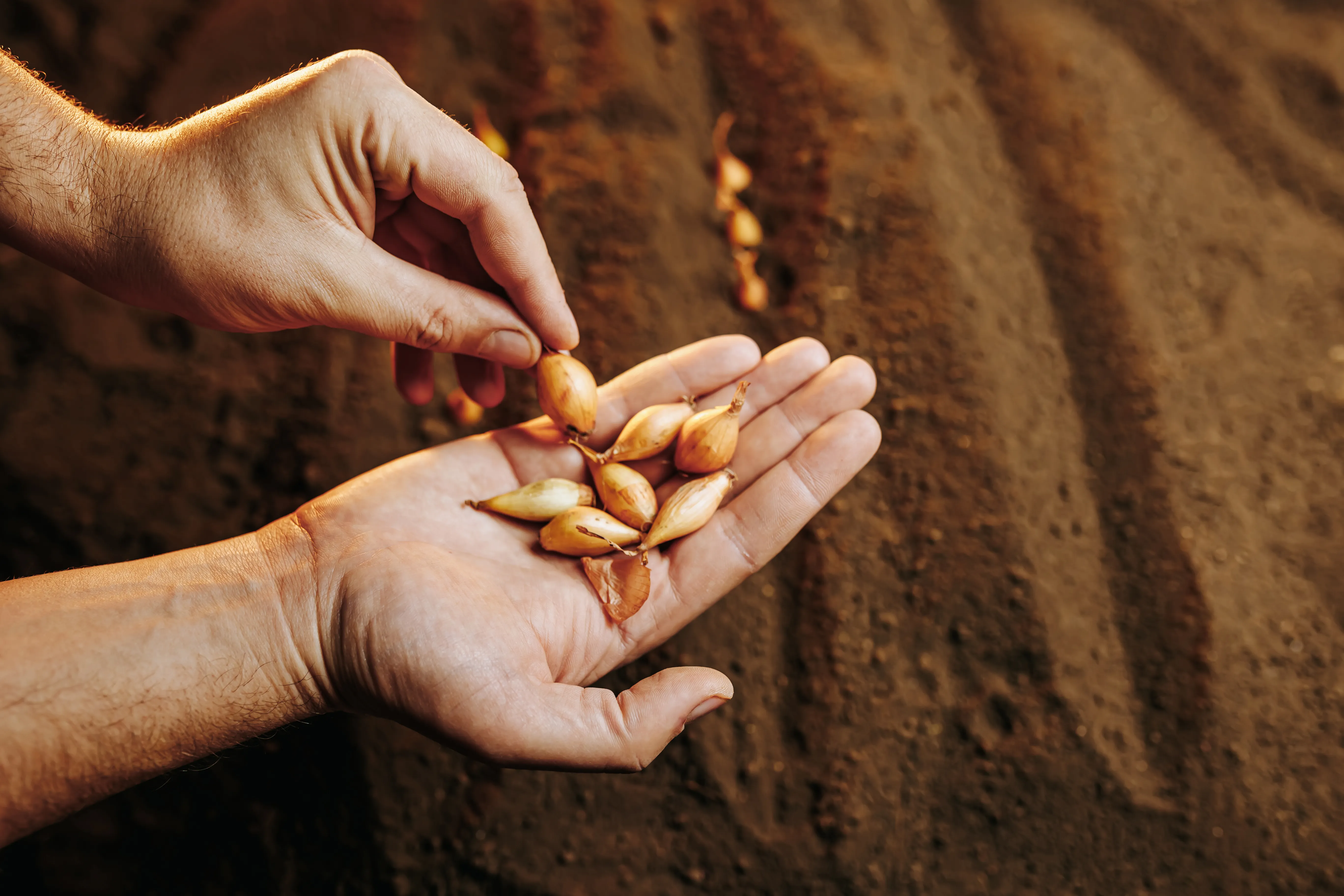 Seed handling — onion seeds in farmer’s hands