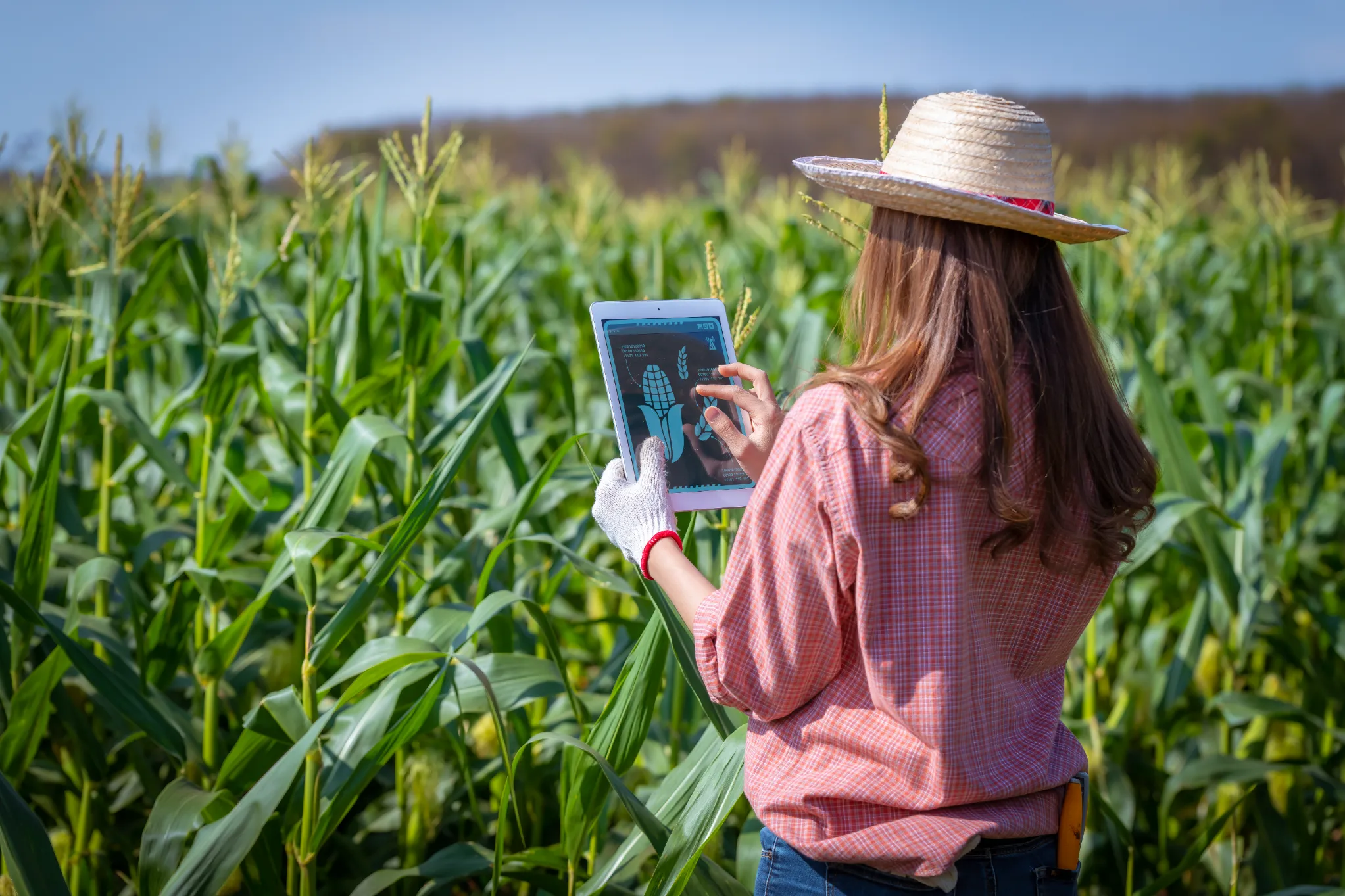 Crop computer vision from field images